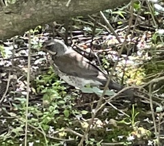 Turdus pilaris