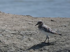 Calidris alba