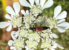 Stenurella bifasciata