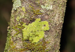 Coenogonium implexum