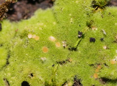 Coenogonium implexum