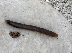 Pachyiulus apfelbecki