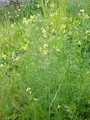 Sisymbrium altissimum