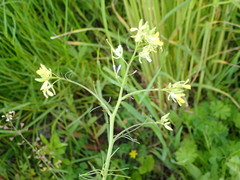 Sisymbrium altissimum