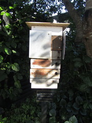 Tetragonula hockingsi