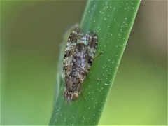 Tephritis vespertina