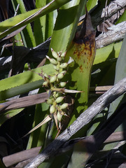 Wittmackia lingulata