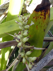 Wittmackia lingulata