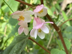 Begonia lukuana