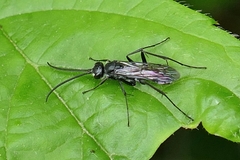 Auplopus carbonarius