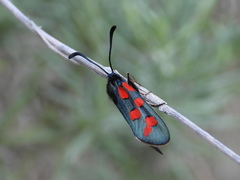 Zygaena oxytropis