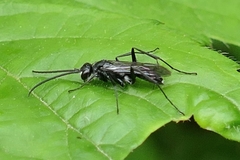 Auplopus carbonarius