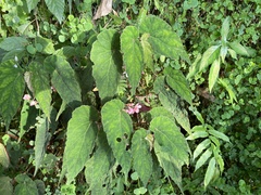 Begonia lukuana