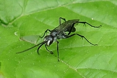 Auplopus carbonarius