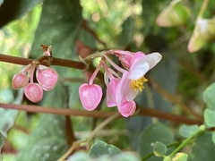 Begonia lukuana