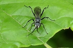 Auplopus carbonarius