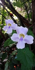 Thunbergia laurifolia