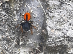 Philaeus chrysops
