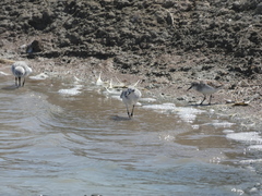 Calidris alba