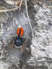 Philaeus chrysops