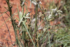 Cymbopogon obtectus