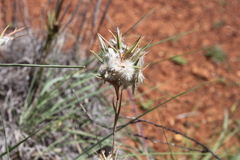 Cymbopogon obtectus