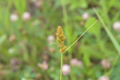 Carex annectens