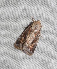 Proteuxoa florescens