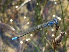 Argia alberta