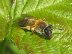 Andrena tibialis