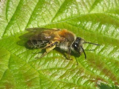 Andrena tibialis