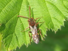Nomada flava