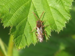 Nomada flava