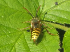 Nomada flava