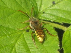 Nomada flava