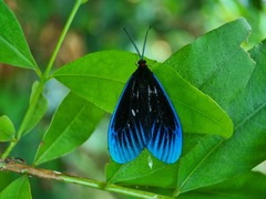 Pompelon marginata