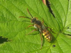 Nomada flava