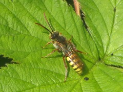 Nomada flava