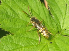 Nomada flava