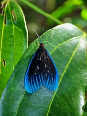 Pompelon marginata