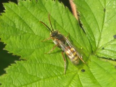 Nomada flava