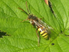 Nomada flava