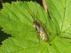 Nomada flava