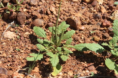 Dysphania rhadinostachya