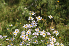 Aster incisus