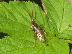 Nomada flava