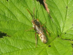 Nomada flava