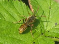 Nomada flava