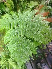 Dryopteris wuzhaohongii