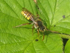 Nomada flava